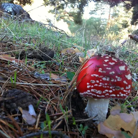 La Pasailla De Gredos 3* Навасепеда-де-Тормес