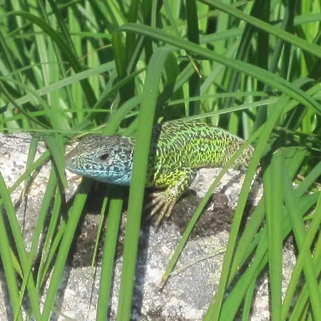 La Pasailla De Gredos Отель Навасепеда-де-Тормес