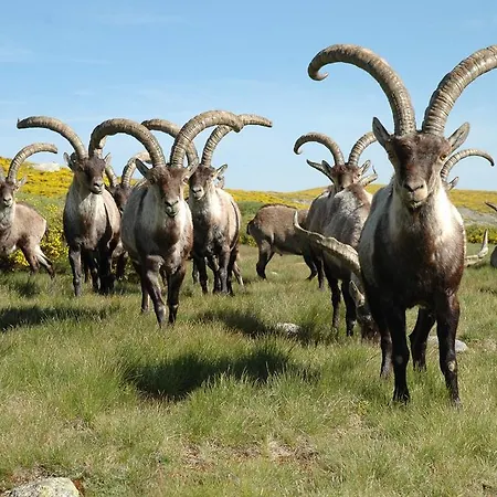 La Pasailla De Gredos