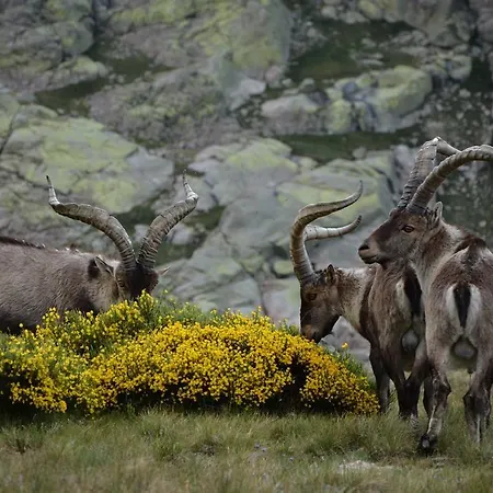 La Pasailla De Gredos Отель Навасепеда-де-Тормес